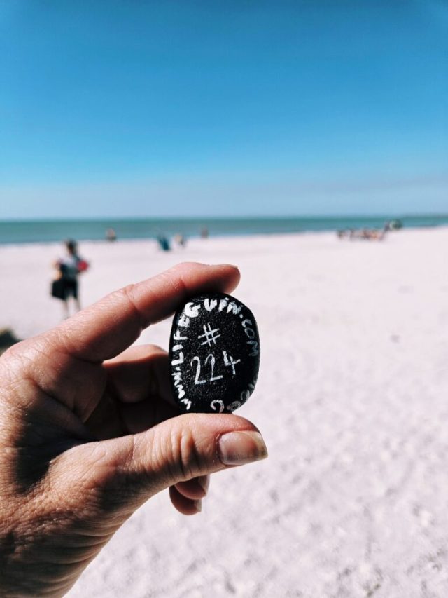 Hand-painted penguin stone #224 hidden at Marco Island, Florida, United States (photo 3 of 5)