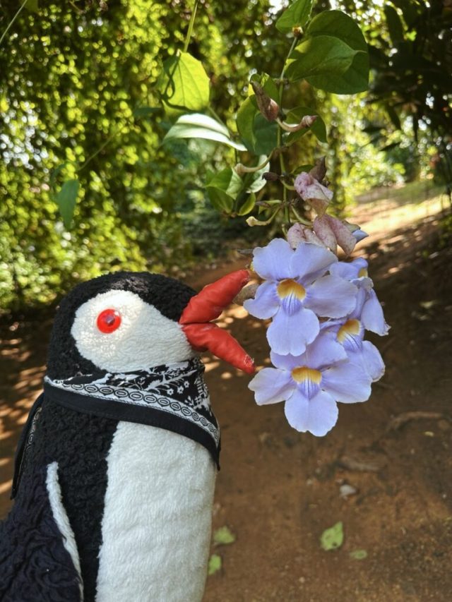 Hand-painted penguin stone #256 hidden at Range Christiano, Anamuya, Dominican Republic (photo 5 of 5)
