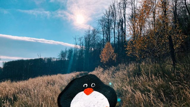 Hand-painted penguin stone #292 hidden at Somar, Little Carpathians, Slovakia