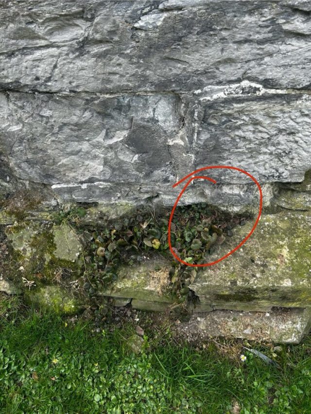 Hand-painted penguin stone #182 hidden at Cathedral of Notre-Dame of Tournai, Tournai, Belgium (photo 3 of 5)