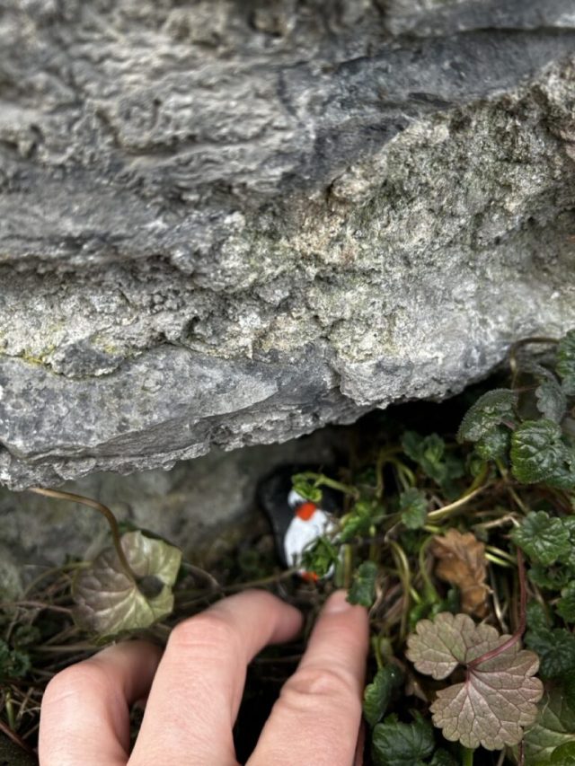 Hand-painted penguin stone #182 hidden at Cathedral of Notre-Dame of Tournai, Tournai, Belgium (photo 4 of 5)
