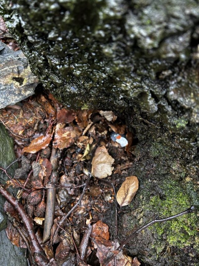 Hand-painted penguin stone #230 hidden at Devil's Hill, Little Carpathians, Slovakia (photo 5 of 5)