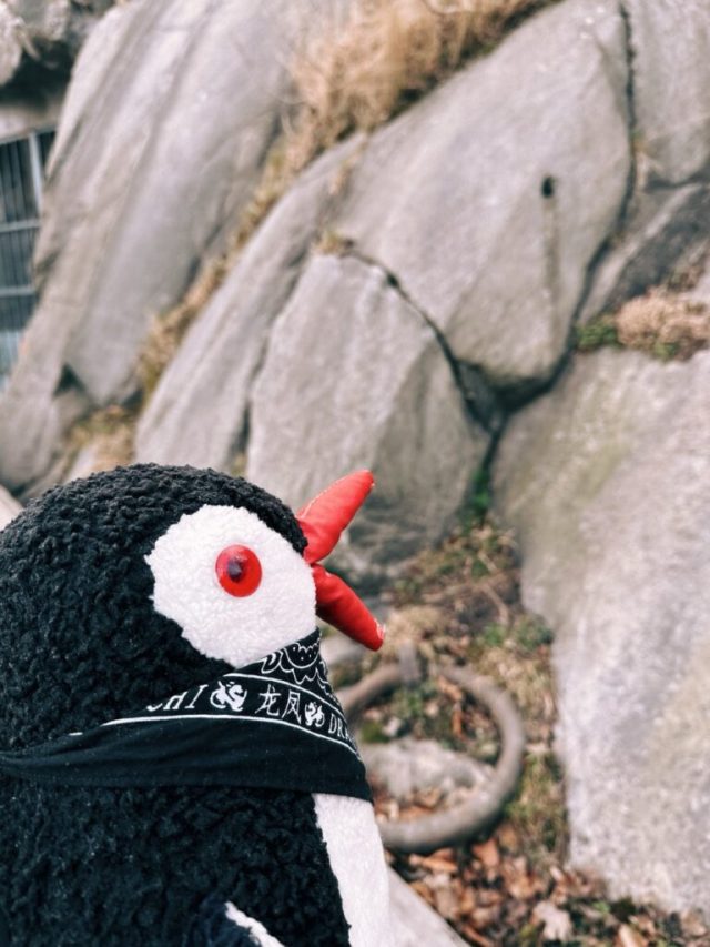 Hand-painted penguin stone #232 hidden at Skeppsholmen Island, Stockholm, Sweden (photo 2 of 5)