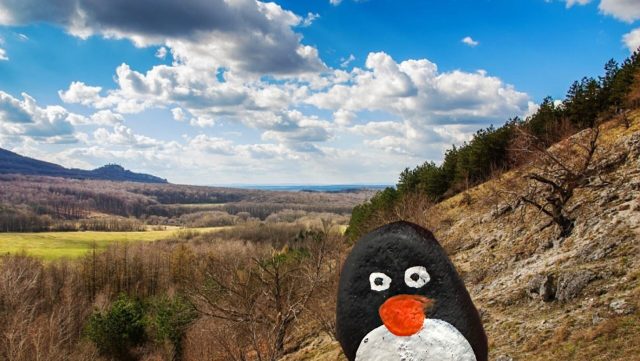 Hand-painted penguin stone #277 hidden at Above Javorina, Little Carpathians, Slovakia
