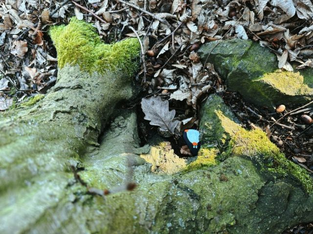 Hand-painted penguin stone #296 hidden at Tree in the forest, Little Carpathians, Slovakia (photo 3 of 5)