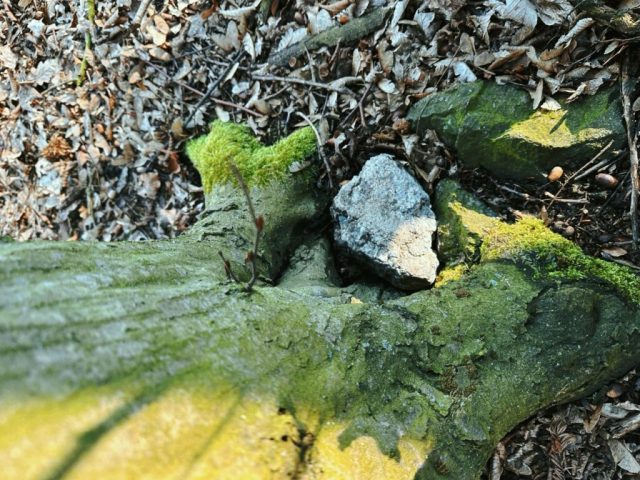 Hand-painted penguin stone #296 hidden at Tree in the forest, Little Carpathians, Slovakia (photo 4 of 5)