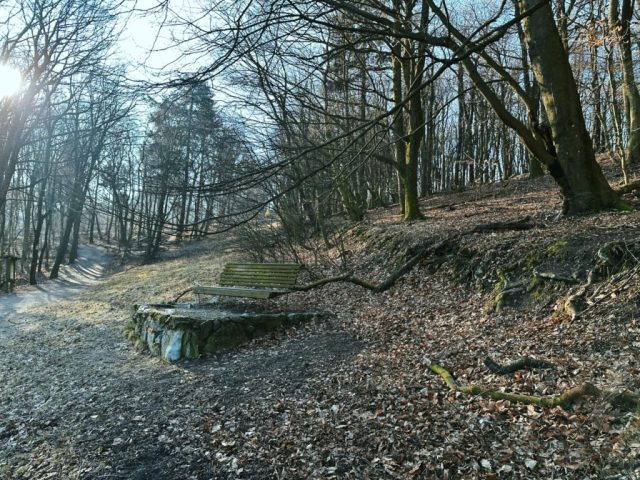 Hand-painted penguin stone #296 hidden at Tree in the forest, Little Carpathians, Slovakia (photo 5 of 5)