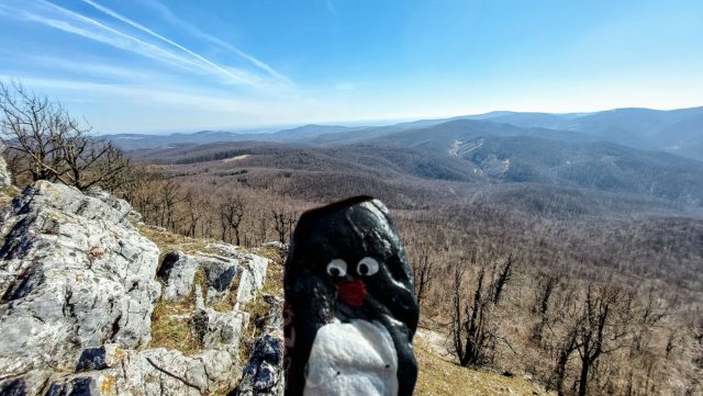 Hand-painted penguin stone #309 hidden at Vysoka, Little Carpathians, Slovakia