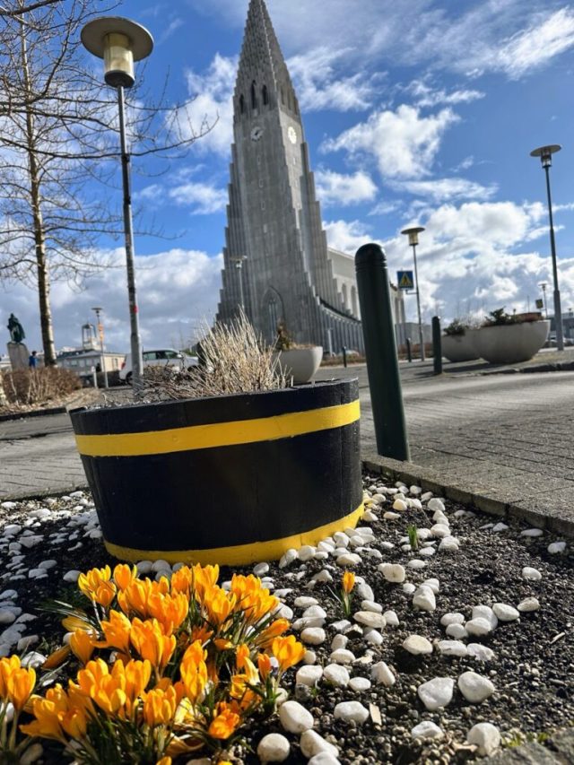 Ručne maľovaný tučniakový kameň č. 418 ukrytý na mieste Hallgrimskirkja, Reykjavik, Island (fotka 5 z 5)