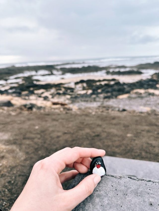 Hand-painted penguin stone #425 hidden at Ytri Tunga Beach, Snaefellsnes Peninsula, Iceland (photo 2 of 5)