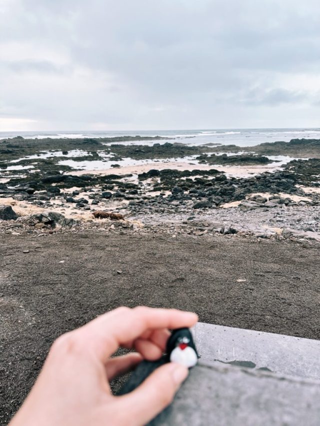 Hand-painted penguin stone #425 hidden at Ytri Tunga Beach, Snaefellsnes Peninsula, Iceland (photo 5 of 5)