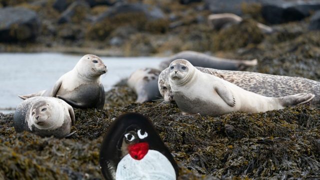 Hand-painted penguin stone #425 hidden at Ytri Tunga Beach, Snaefellsnes Peninsula, Iceland