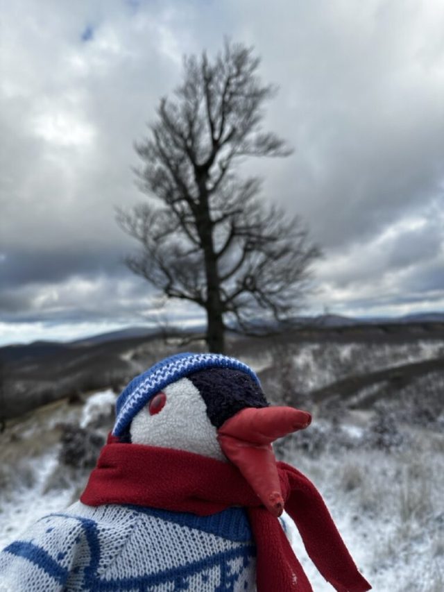 Hand-painted penguin stone #43 hidden at Skalnata, Little Carpathians, Slovakia (photo 2 of 5)