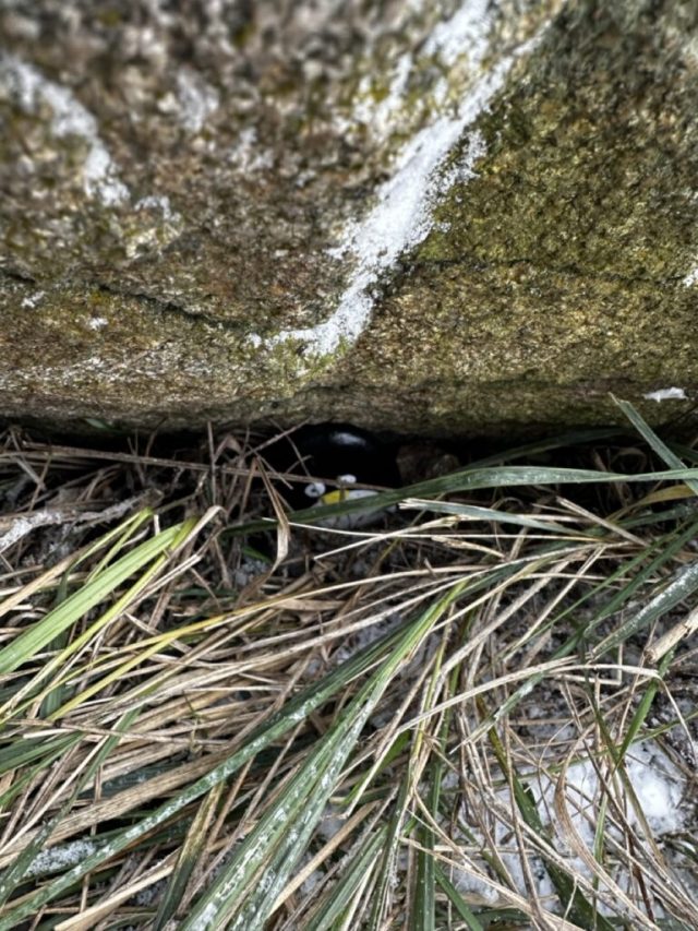Hand-painted penguin stone #43 hidden at Skalnata, Little Carpathians, Slovakia (photo 5 of 5)