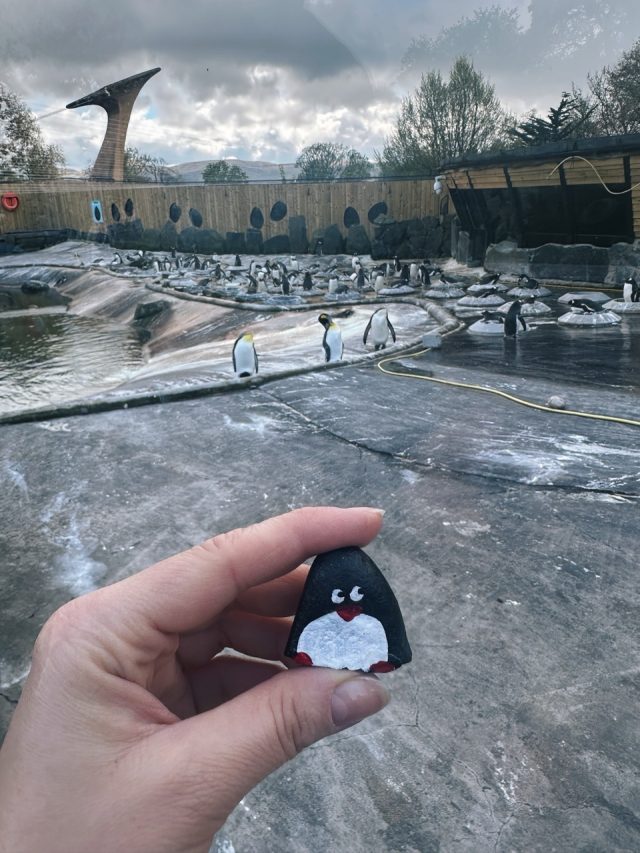 Hand-painted penguin stone #302 hidden at Edinburgh Zoo, Edinburgh, United Kingdom (photo 2 of 5)