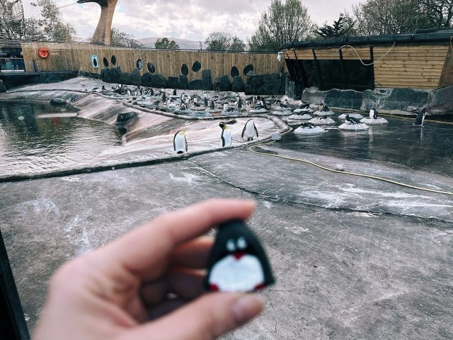Hand-painted penguin stone #302 hidden at Edinburgh Zoo, Edinburgh, United Kingdom (photo 3 of 5)