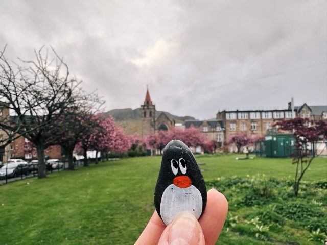 Hand-painted penguin stone #324 hidden at Deaconess Garden, Edinburgh, United Kingdom (photo 2 of 5)
