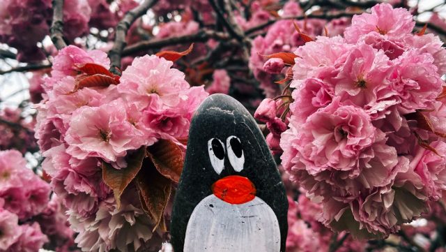 Hand-painted penguin stone #324 hidden at Deaconess Garden, Edinburgh, United Kingdom