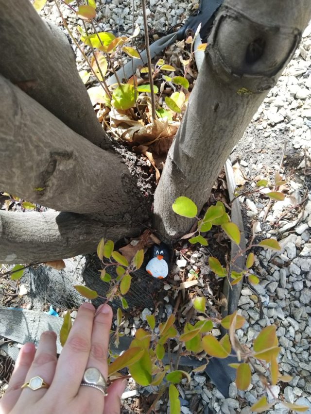 Hand-painted penguin stone #338 hidden at Public Park, Vaduz, Liechtenstein (photo 2 of 4)