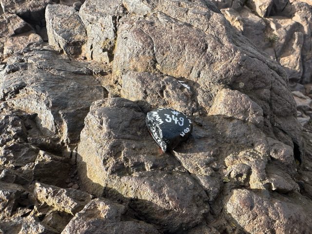 Hand-painted penguin stone #349 hidden at Arthur's Seat, Edinburgh, United Kingdom (photo 4 of 5)