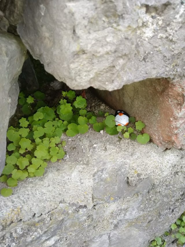 Hand-painted penguin stone #384 hidden at Schattenburg, Feldkirch, Austria (photo 4 of 4)