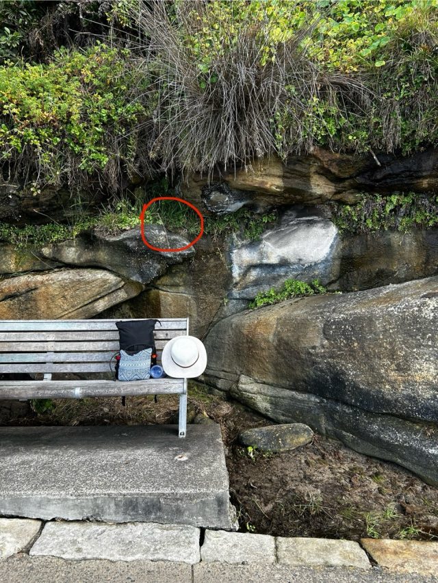 Hand-painted penguin stone #414 hidden at Squid Bay, Sydney, Australia (photo 4 of 5)