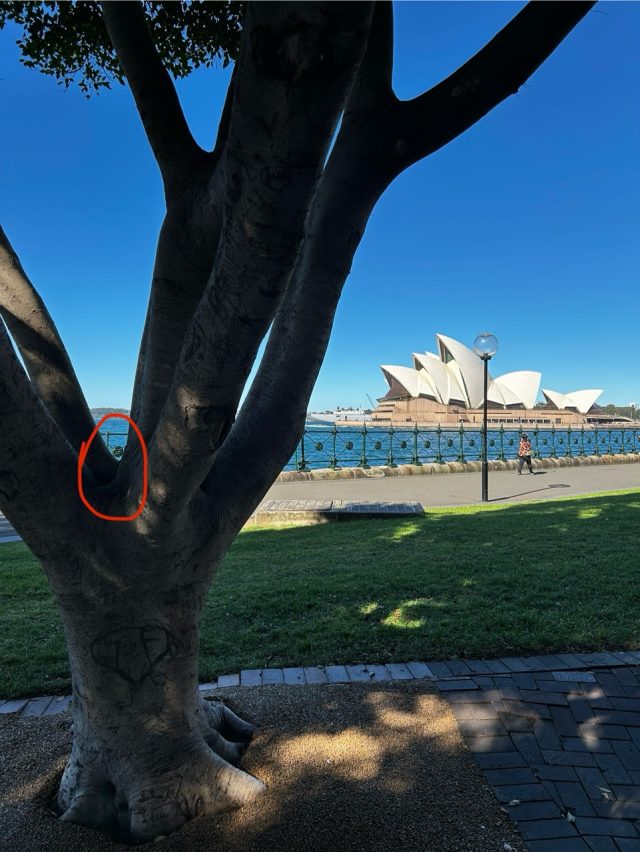 Hand-painted penguin stone #424 hidden at Sydney Opera House, Sydney, Australia (photo 4 of 5)