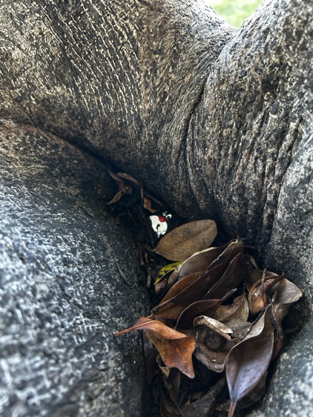 Hand-painted penguin stone #424 hidden at Sydney Opera House, Sydney, Australia (photo 5 of 5)