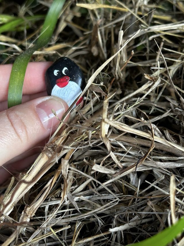 Hand-painted penguin stone #427 hidden at Hornby Lighthouse, Sydney, Australia (photo 5 of 5)