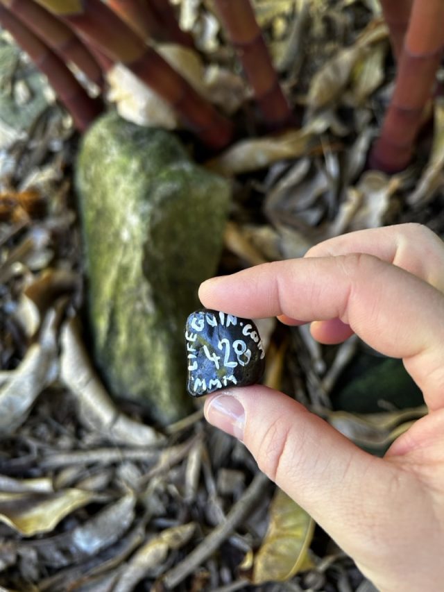 Hand-painted penguin stone #428 hidden at Botanic Gardens of Sydney, Sydney, Australia (photo 3 of 5)