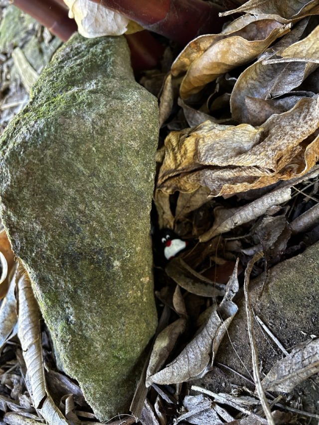 Hand-painted penguin stone #428 hidden at Botanic Gardens of Sydney, Sydney, Australia (photo 4 of 5)