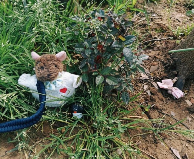 Ručne maľovaný tučniakový kameň č. 469 ukrytý na mieste Laerte's Tree, Siena, Taliansko (fotka 4 z 5)