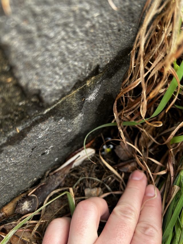Hand-painted penguin stone #568 hidden at Cape Byron Lighthouse, Baron Bay, Australia (photo 3 of 4)