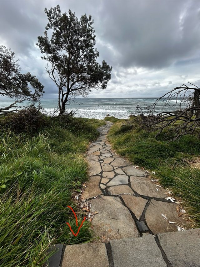 Hand-painted penguin stone #568 hidden at Cape Byron Lighthouse, Baron Bay, Australia (photo 4 of 4)