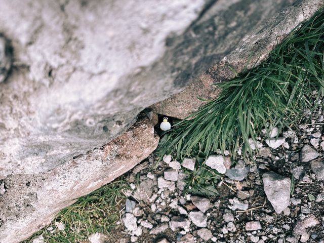 Hand-painted penguin stone #584 hidden at Three Sisters Of Glencoe, Glen Coe, United Kingdom (photo 4 of 5)