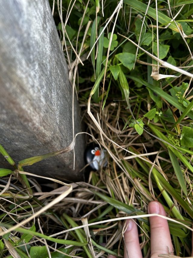 Hand-painted penguin stone #646 hidden at Tacking Point Lighthouse, Port Macquarie, Australia (photo 3 of 5)