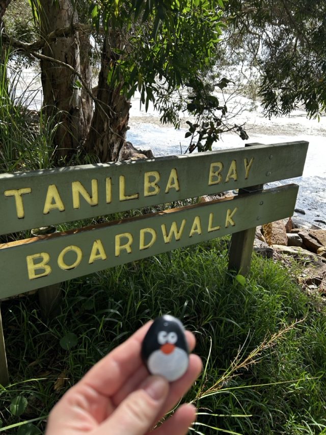 Hand-painted penguin stone #658 hidden at Mallabula Beach, Tilligerry Habitat, Australia (photo 3 of 5)
