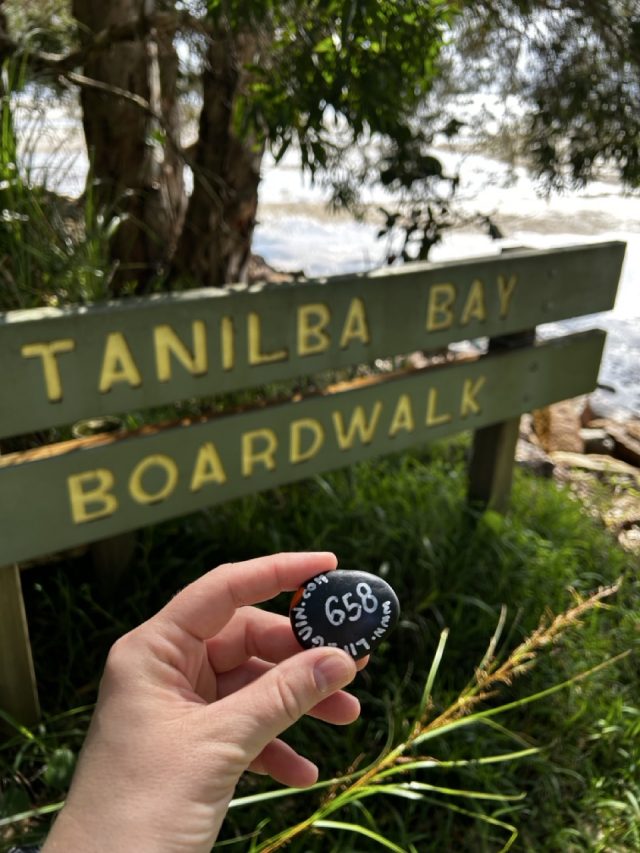 Hand-painted penguin stone #658 hidden at Mallabula Beach, Tilligerry Habitat, Australia (photo 4 of 5)