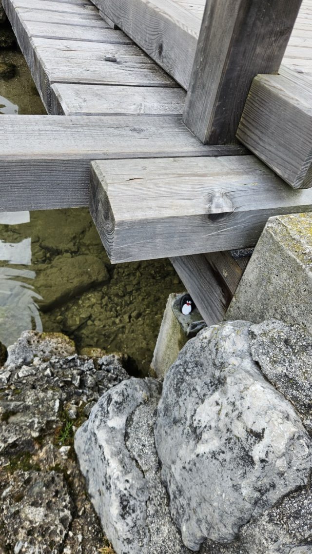 Hand-painted penguin stone #226 hidden at Luitpold von Bayern, Konigssee, Germany (photo 4 of 4)