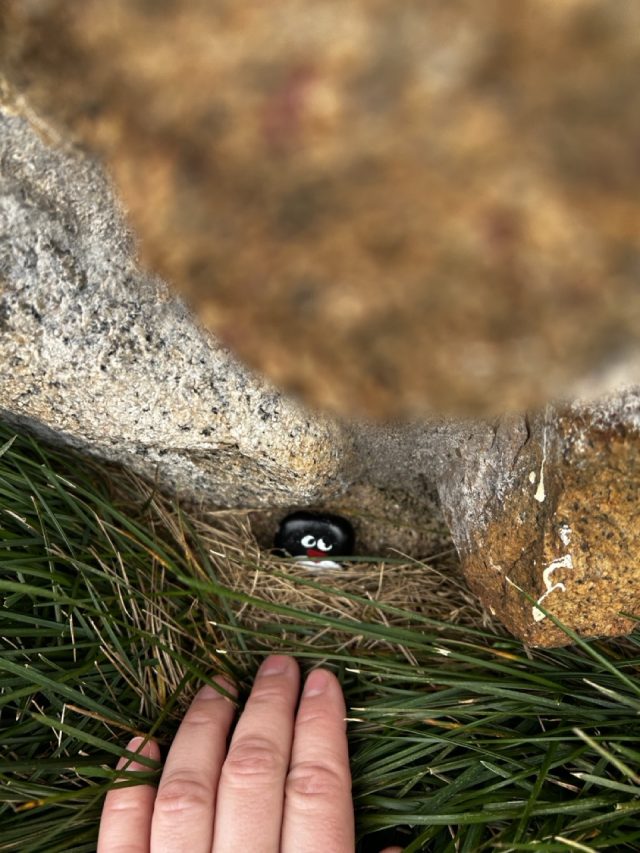 Hand-painted penguin stone #417 hidden at Seamans Hut, Kosciuszko National Park, Australia (photo 4 of 5)