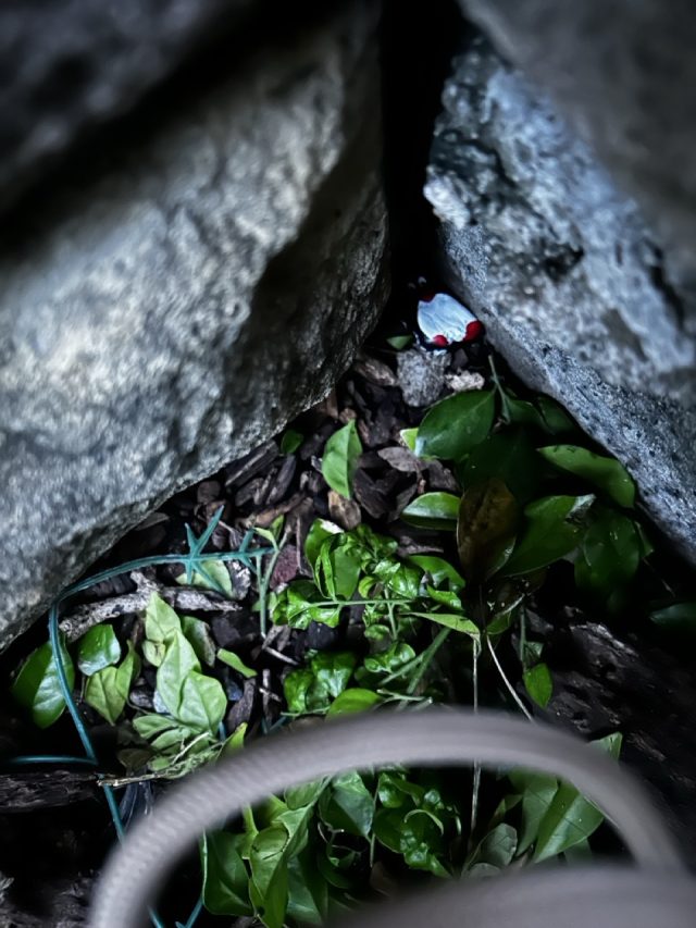 Hand-painted penguin stone #435 hidden at Mount Coot-Tha Summit Lookout, Brisbane, Australia (photo 4 of 5)