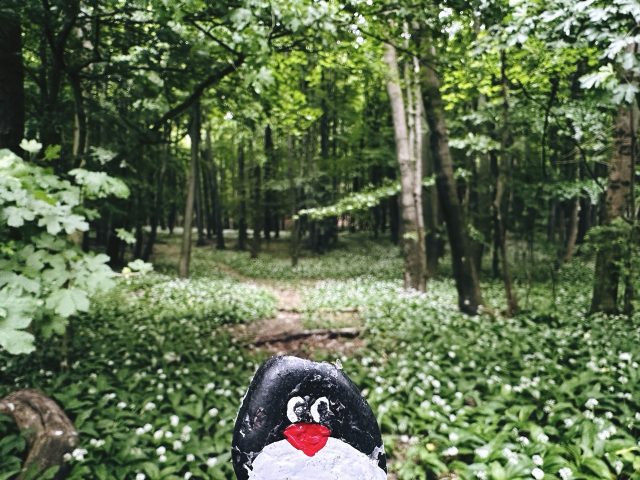 Hand-painted penguin stone #455 hidden at Zaruby Sedlo, Little Carpathians, Slovakia (photo 2 of 5)