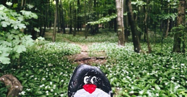 Hand-painted penguin stone #455 hidden at Zaruby Sedlo, Little Carpathians, Slovakia
