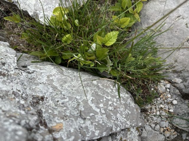 Hand-painted penguin stone #461 hidden at Viewpoint near Ostry Kamen, Little Carpathians, Slovakia (photo 5 of 5)
