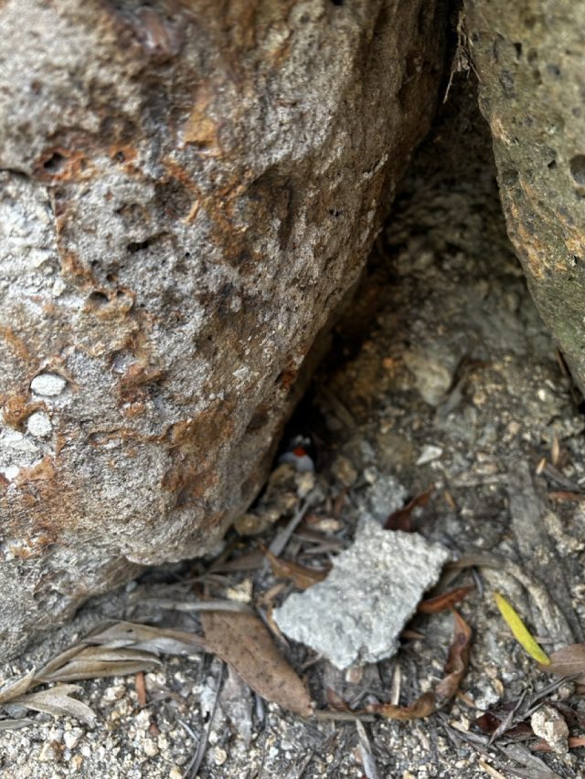 Hand-painted penguin stone #468 hidden at Sovereign Hill, Ballarat, Australia (photo 4 of 5)