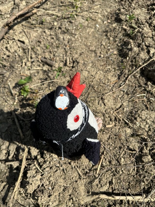 Hand-painted penguin stone #474 hidden at Sharp Rock, Chmelnica, Slovakia (photo 4 of 5)