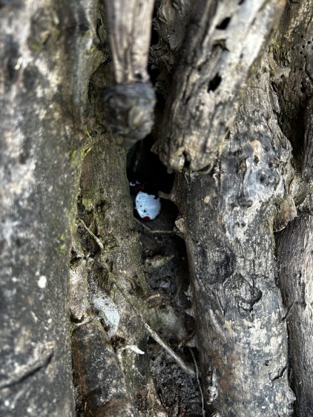 Hand-painted penguin stone #487 hidden at North Stradbroke Island, Brisbane, Australia (photo 4 of 5)
