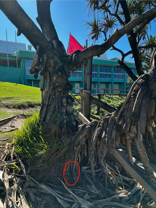 Hand-painted penguin stone #487 hidden at North Stradbroke Island, Brisbane, Australia (photo 5 of 5)