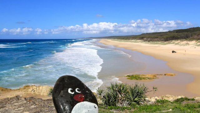 Ručne maľovaný tučniakový kameň č. 487 ukrytý na mieste North Stradbroke Island, Brisbane, Austrália