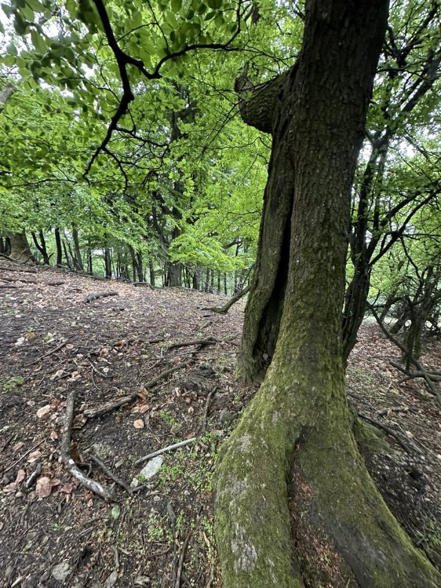 Hand-painted penguin stone #494 hidden at Tree, Little Carpathians, Slovakia (photo 3 of 5)